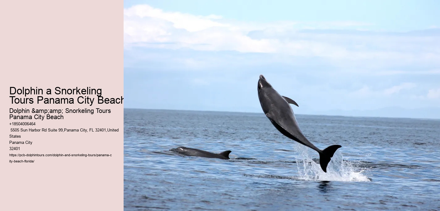 Dolphin a Snorkeling Tours Panama City Beach