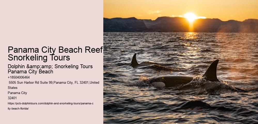 Panama City Beach Reef Snorkeling Tours
